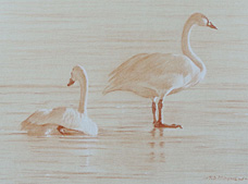 Study of a swimming tundra swan and a standing  tundra swan