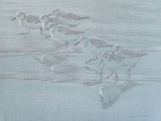 Study of sanderlings running in the surf