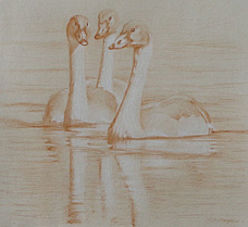 Study of three trumpeter swan cygnets swimming