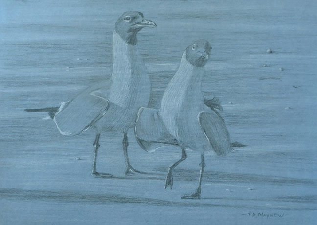 Study of two laughing gulls, one with raised foot
