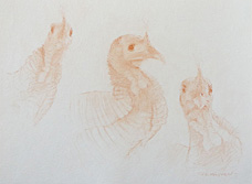 Three head studies of a male wild turkey