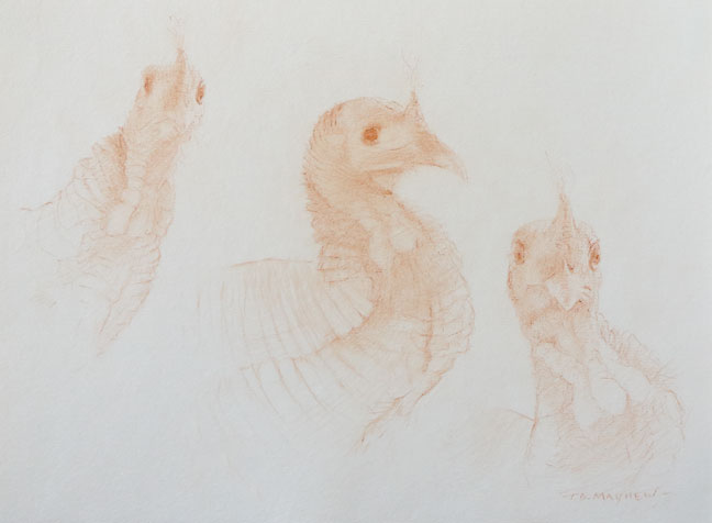 Three head studies of a male wild turkey