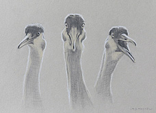 Three head studies of sandhill cranes 