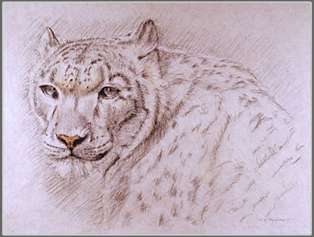 Tocchi di Rosso; Head and Shoulder Study of a Snow Leopard Turning to the Left