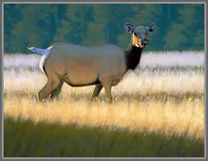 Yellowstone Sunrise